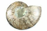 Cut & Polished Ammonite Fossil (Half) - Madagascar #364934-1